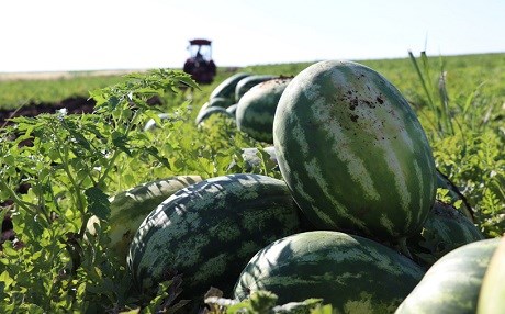 Cotkarên Amedê daxwaz dikin zebeşên wan bo Başûrê Kurdistanê bêne hinardekirin