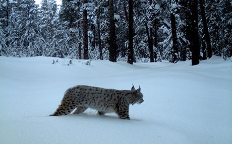 Vaşakların vücut ölçüleri küçüldü