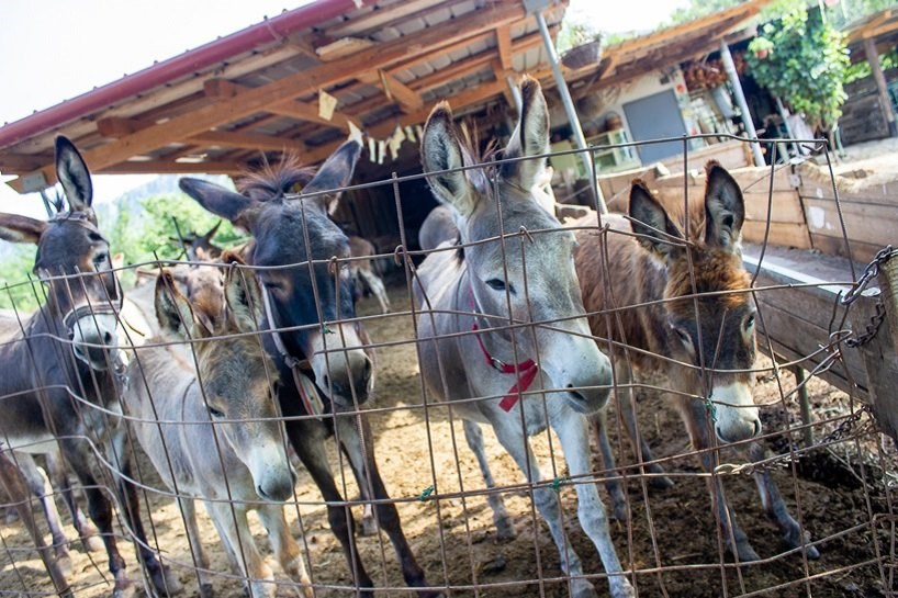 Fotoğraflarla ‘Eşek Müzesi’