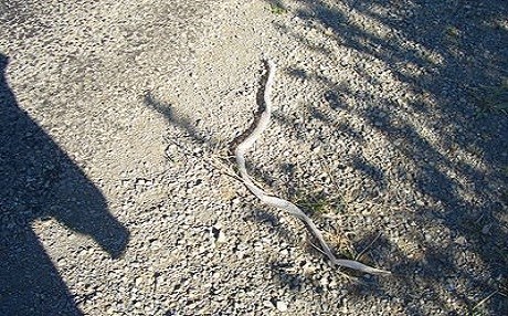 Li şûna mar bikuje hevjîna xwe ya ducanî kuşt