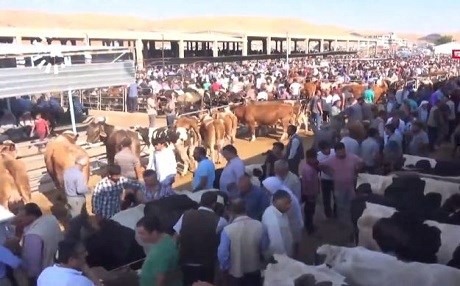 Li Rihayê nêzîkbûna cejna Qurbanê bazara ajelan germ kiriye