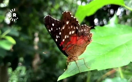 Ajelên herî narîn û nazende: Perperik