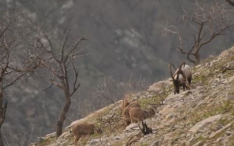 بەشێک لە ناوچەی بارزان دەکرێتە ناشناڵ پارک
