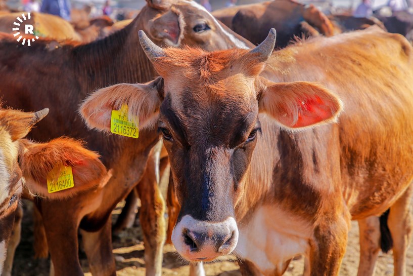 Di rojên berî cejnê de bazarên ajelên ji bo qurbanê çalak bûne