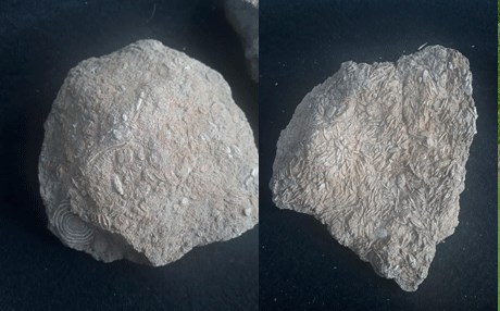 Gabar Dağı'nda 45 milyon yıllık fosil bulundu