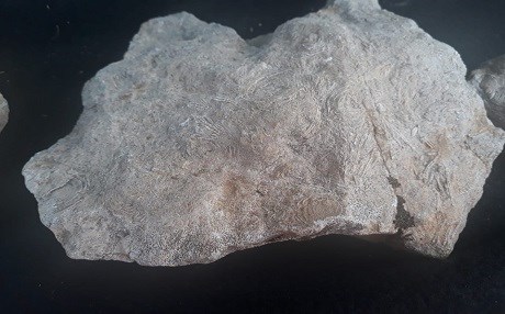 Gabar Dağı'nda 45 milyon yıllık deniz canlıları fosilleri