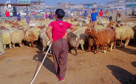 ERBİL - Kurbanlık pazarları hareketli