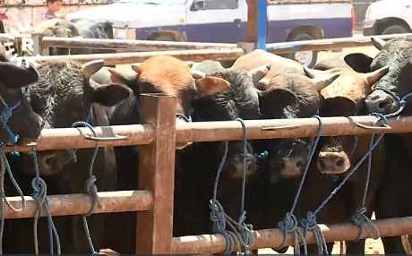 Mehane 10 hezar ajel bo Kurdistanê têne hawirdekirin