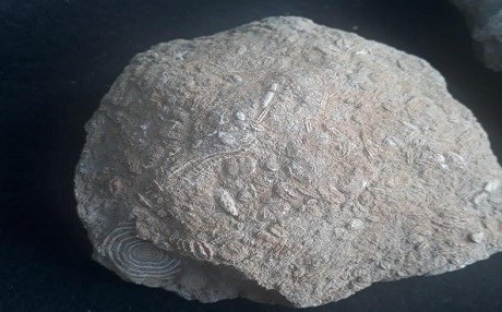 ŞIRNEX - Li çiyayê Gabarê çend bermahiyên deryayê hatine dîtin