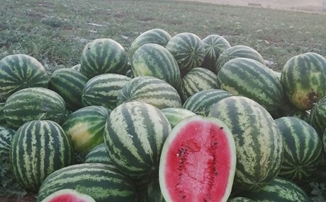 وەزیری کشتوکاڵ بەدواداچوون بۆ شووتی پێنجوێن دەکات