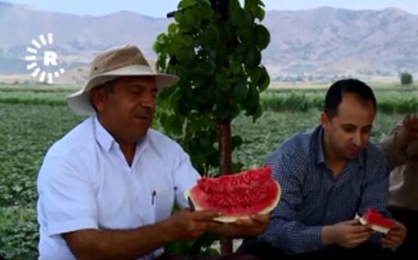 وەزیری کشتوکاڵ: ئەو ماددانەی لە شووتی پێنجوێندا بەکارهێندراون ئاسایین