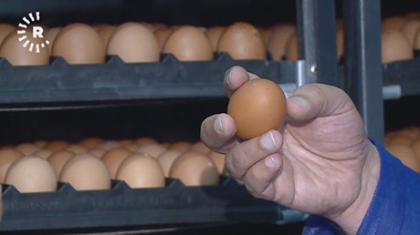 KÜRDİSTAN - Yumurta ithalatının yasaklanması yerli üretimi arttırdı