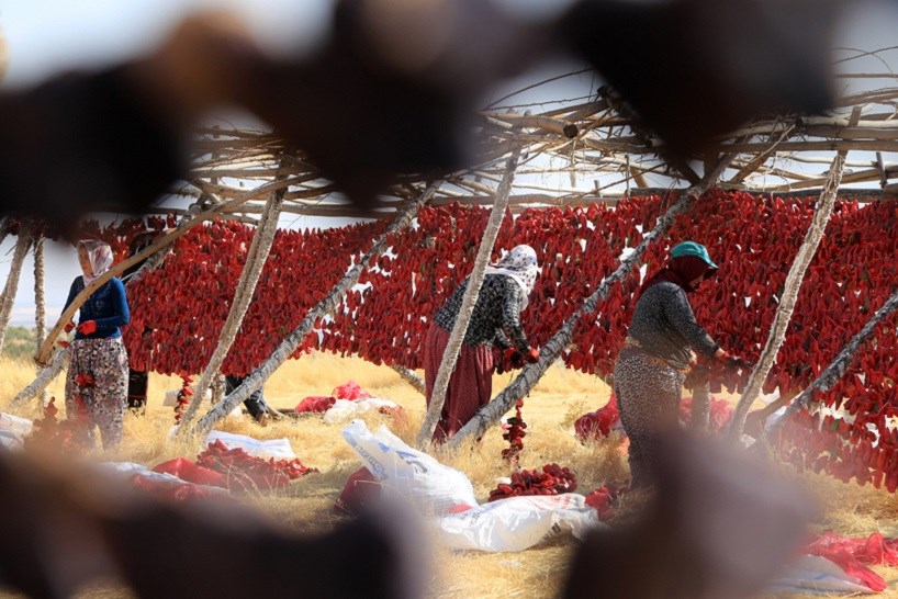 WÊNE - Berhemên hişkkirî bo jinan bûne çavkaniya debarê