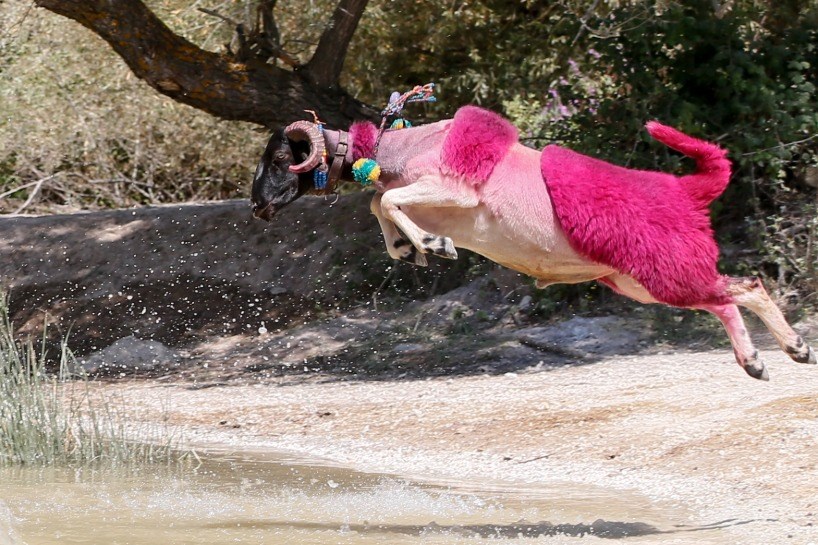 پێشبڕکێی پەڕینەوەی مەڕەکان لە رووبار