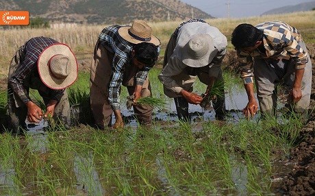 Domestic rice production increases big time in Kurdistan Region
