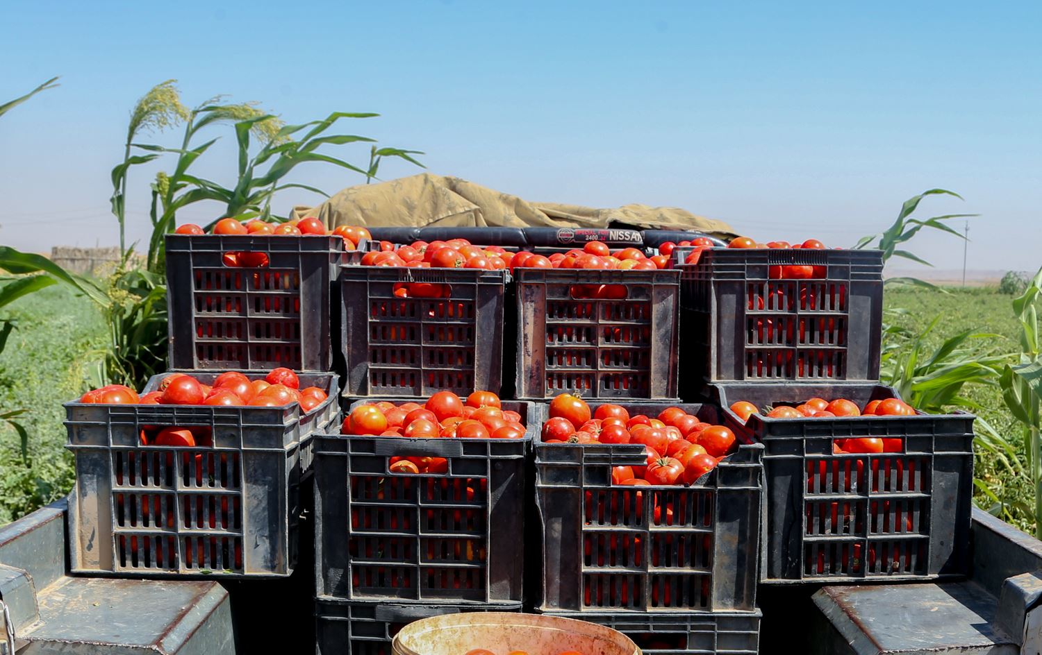 بەشێکی تەماتەی سلێمانی هەناردەی بازاڕەکانی عێراق دەکرێت