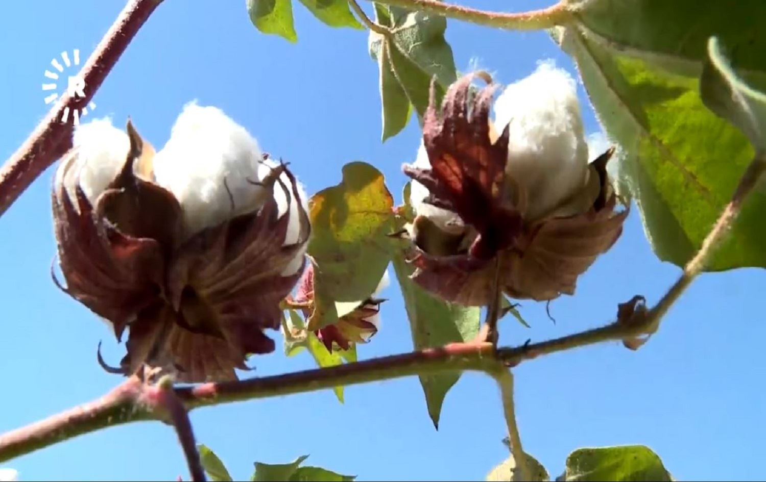 Li Rojavayê Kurdistanê berhemdêrên “zêrê spî” gazin ji rewşa xwe dikin