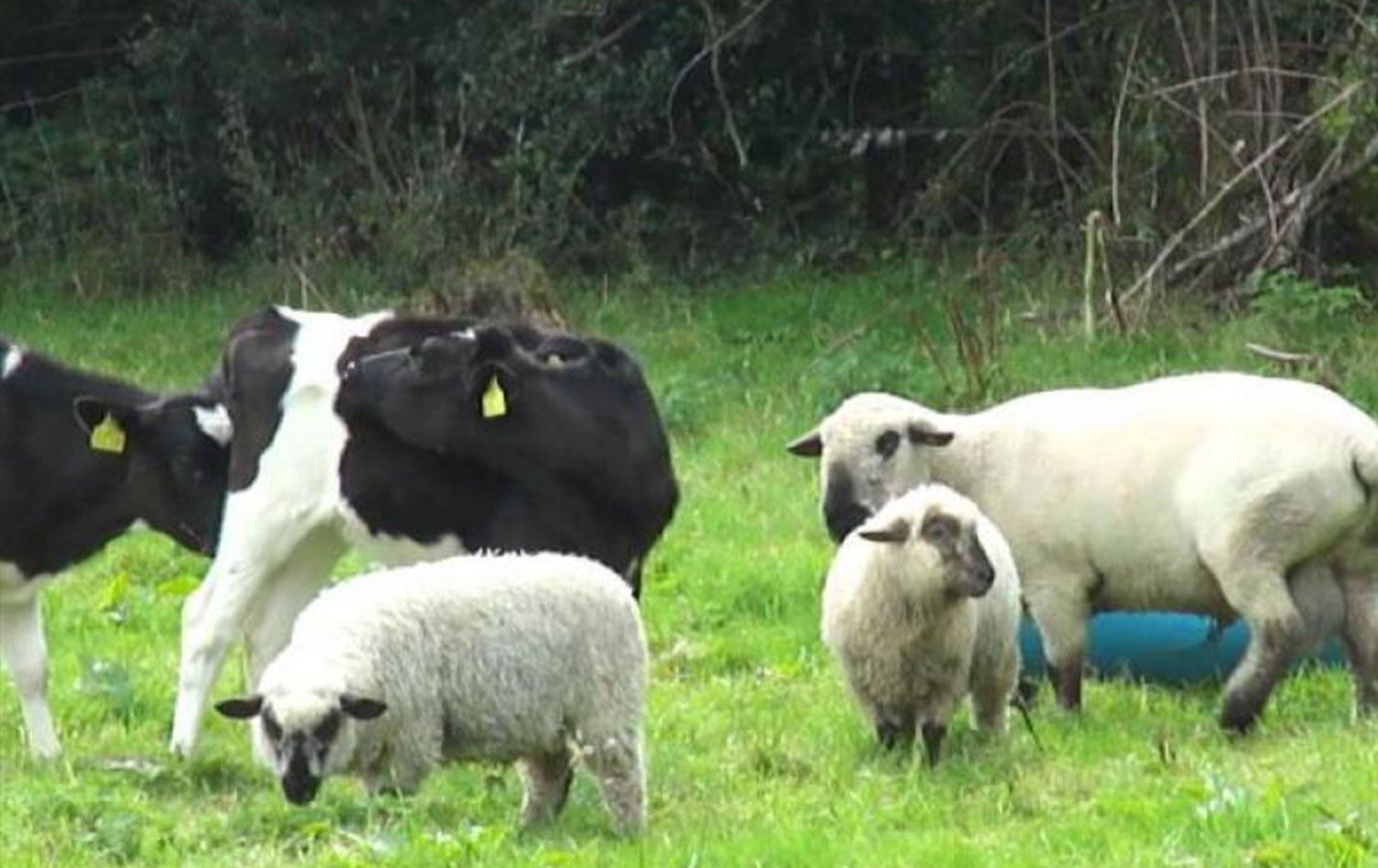 TUİK Türkiye ve Kürt illerindeki hayvan sayısını açıkladı