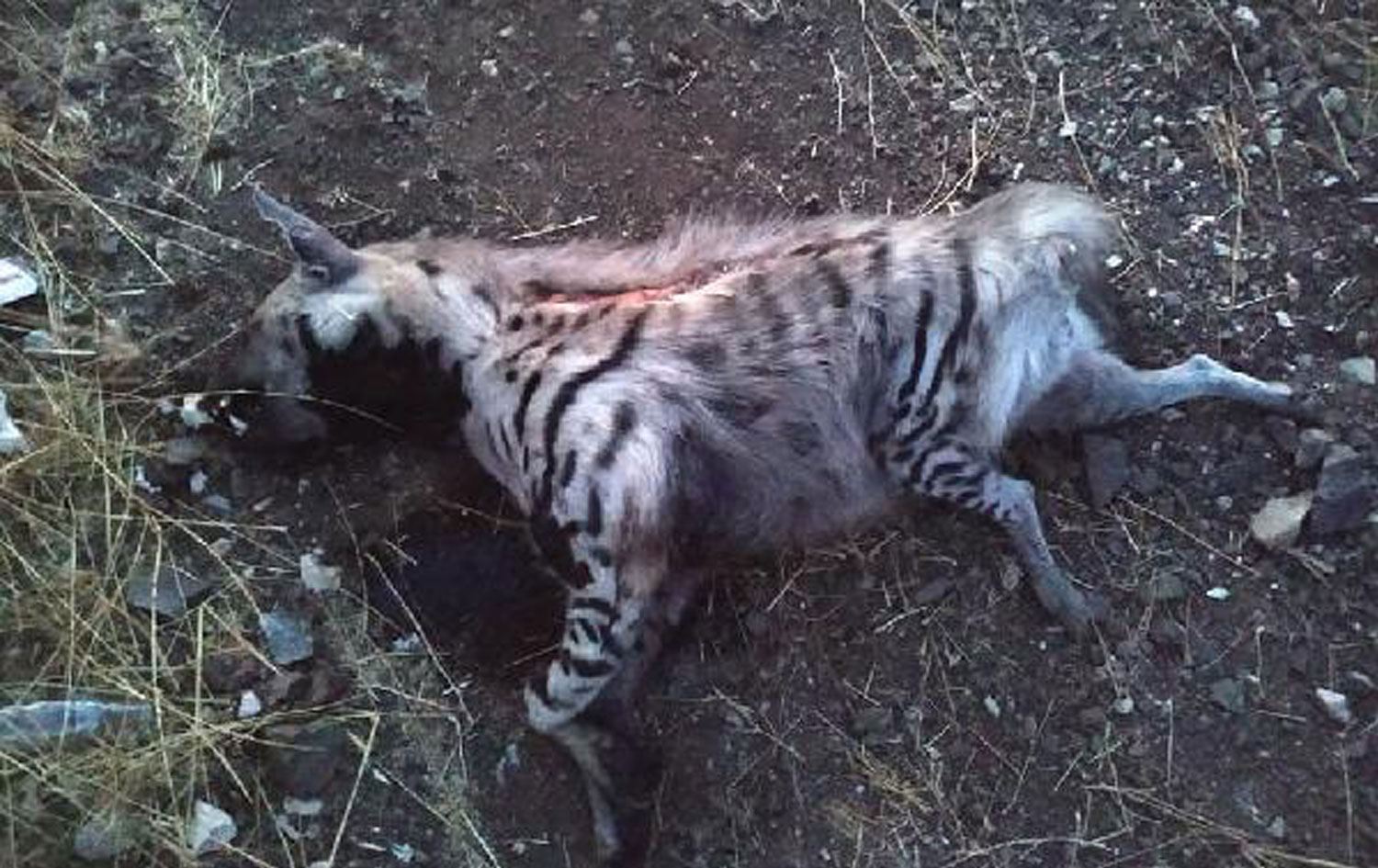 Antep'te, aracın çarptığı nesli tükenmekte olan çizgili sırtlan öldü