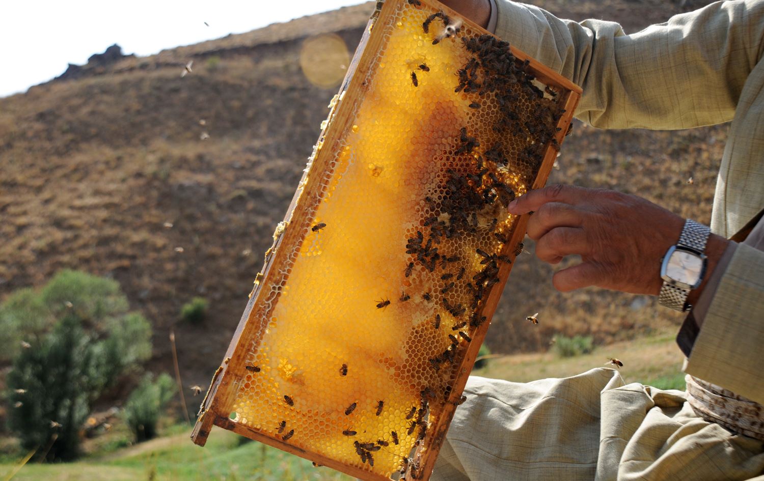 وەزیری کشتوکاڵ هاوردەکردنی هەنگوین قەدەخەدەکات