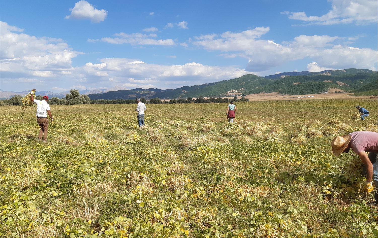 Dersim'de organik fasulye hasadı başladı