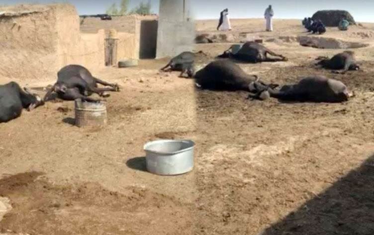 Çekdarên DAIŞê bi ser gundekê de girtin û 57 gamêş kuştin