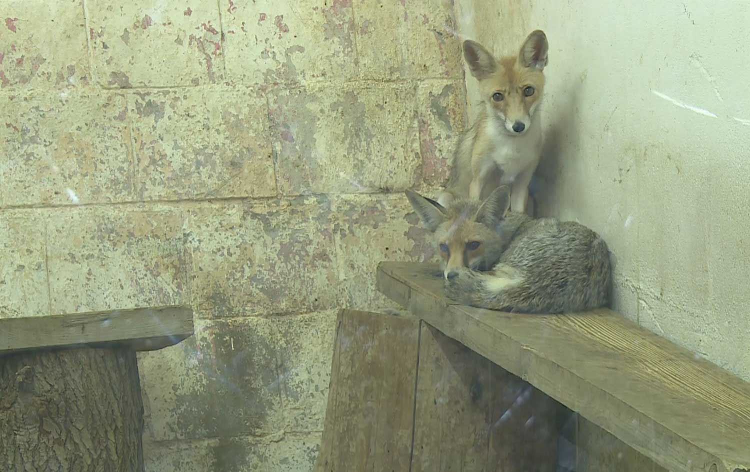 ئاژەڵانی باخچەی سەیرانگەی نەورۆز لە سلێمانی لە دۆخێکی خراپدا دەژین