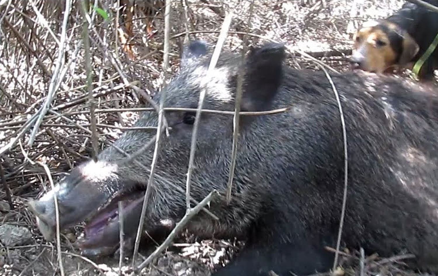 Li şûna ku beraz bikuje bavê xwe kuşt