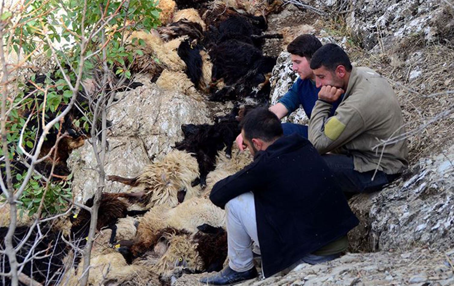 315 pezan xwe ji kendal avêtin û mirar bûn