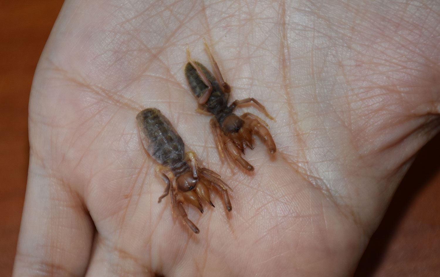 Hakkari’de yeni bir örümcek keşfedildi