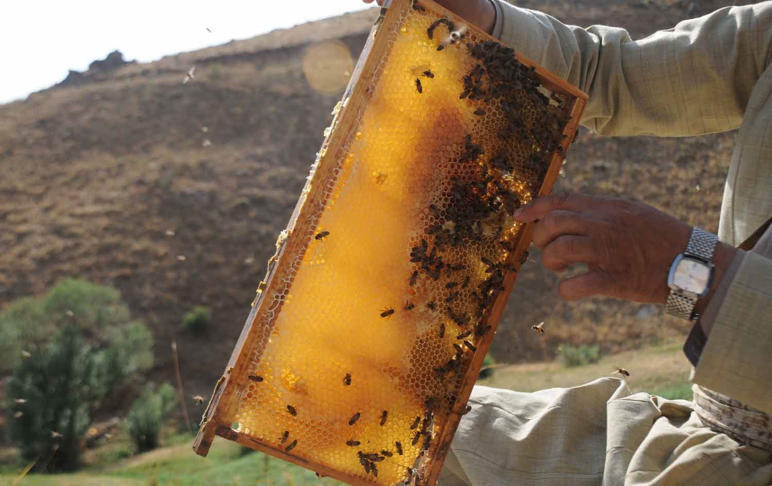 Îsal %90 hingivê Kurdistanê li Hewlêrê hatiye berhemanîn