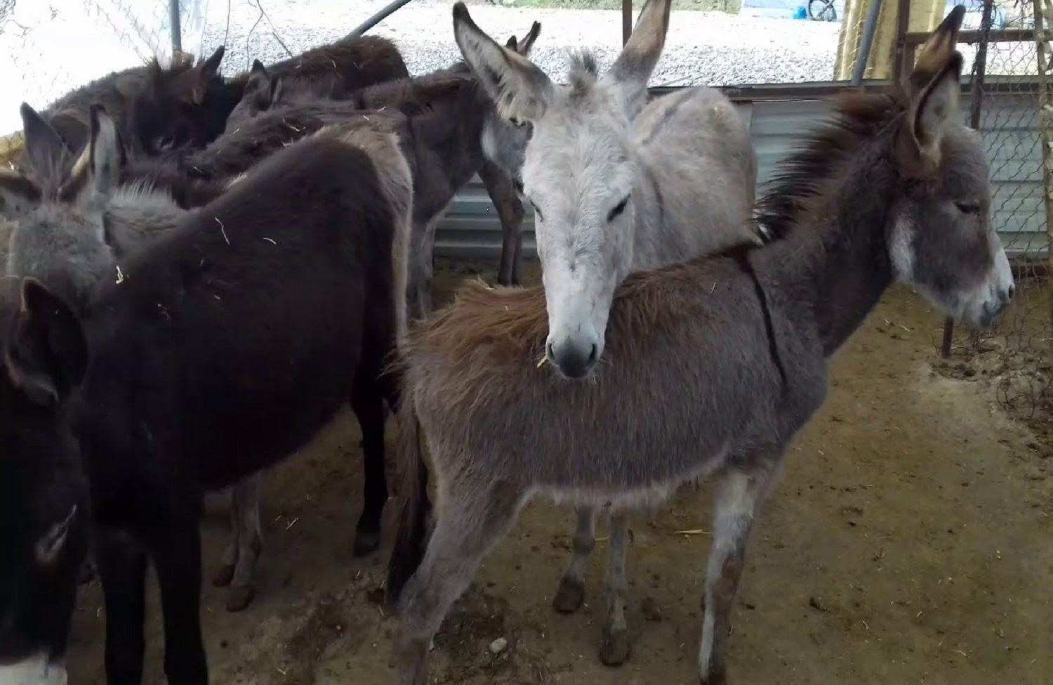 Dünyada eşek nüfusu 5 yılda yüzde 50 azalabilir