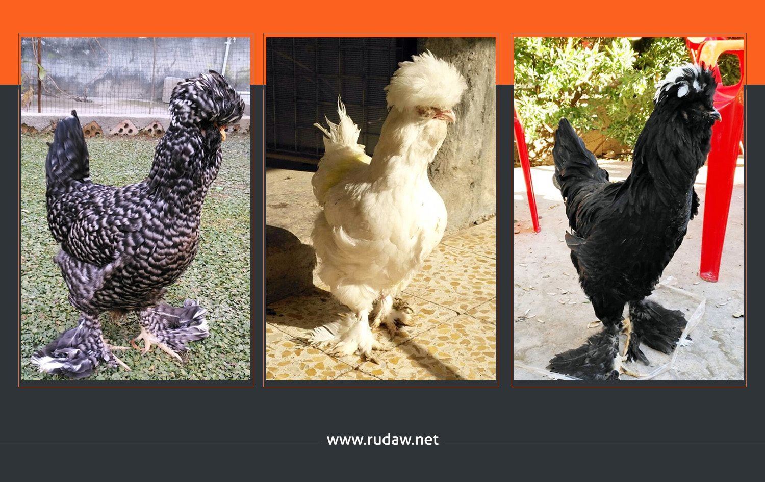 Kürdistan’da yeni tavuk cinsi bulundu