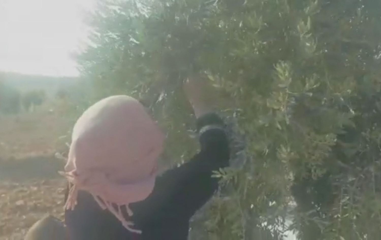 Çekdar baca bi zorê li ser cotkarên Efrînê disepînin