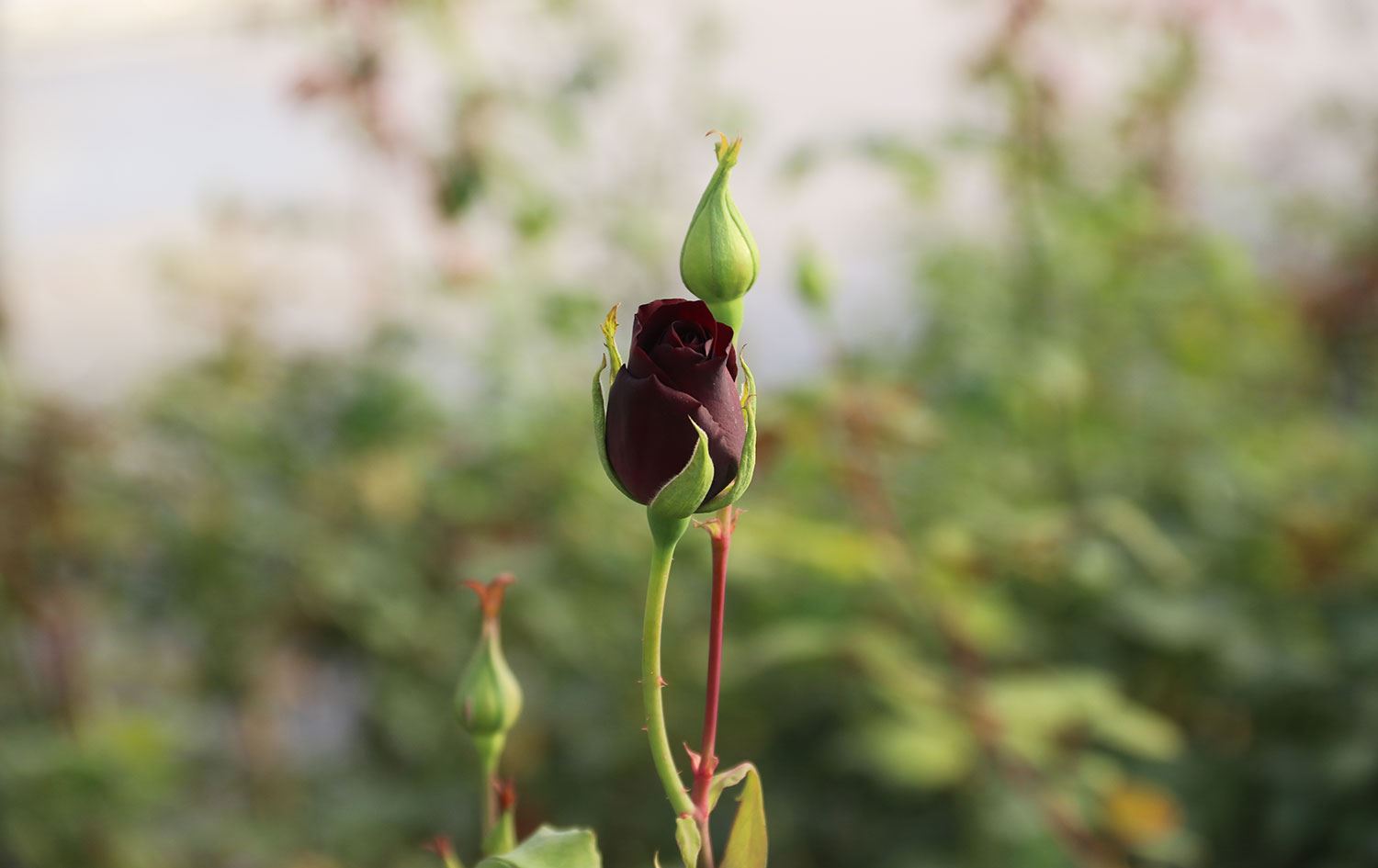 Dünyada sadece Urfa’da yetişen ‘karagül’ Fırat Nehri sahilinde yetiştirilecek