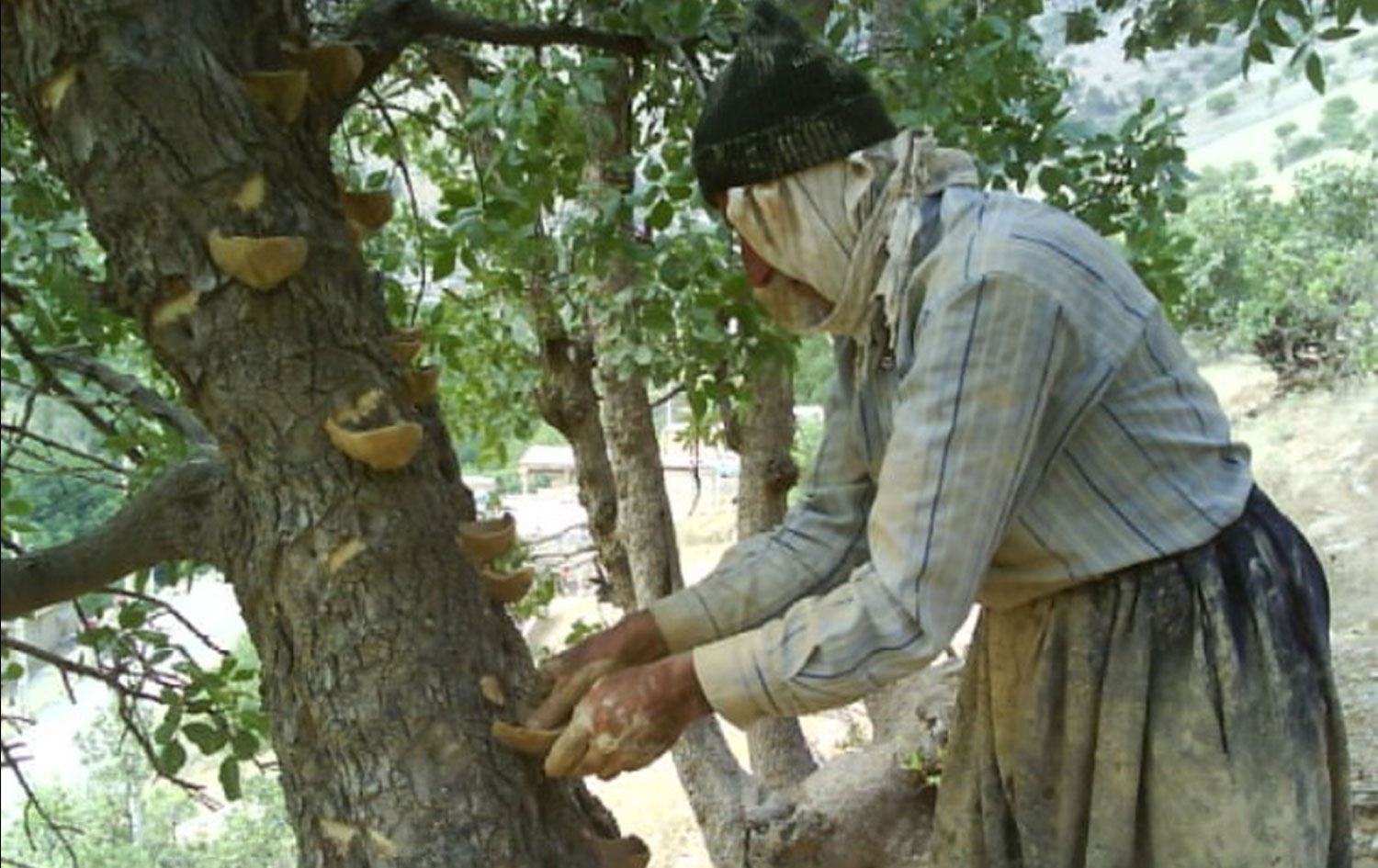 KURDISTAN – Salane 500 ton benîştê Kurdî tê berhemanîn