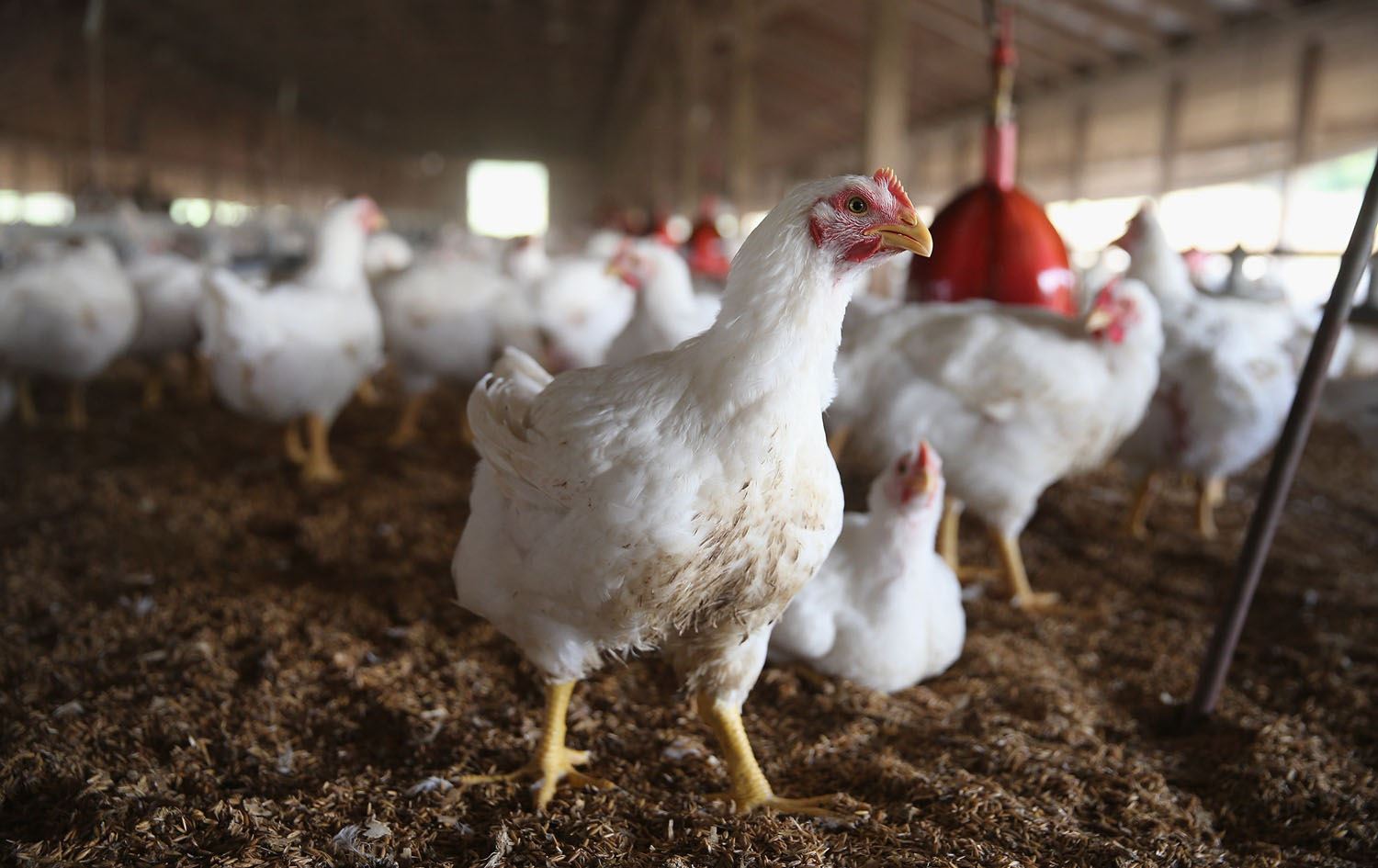 Iraq protests, cheap imports take toll on local poultry farmers