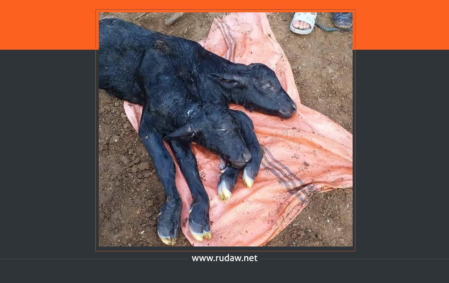 Süleymaniye’de çift başlı buzağı doğdu