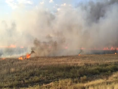 گەنم و جۆی چڕە سووتا