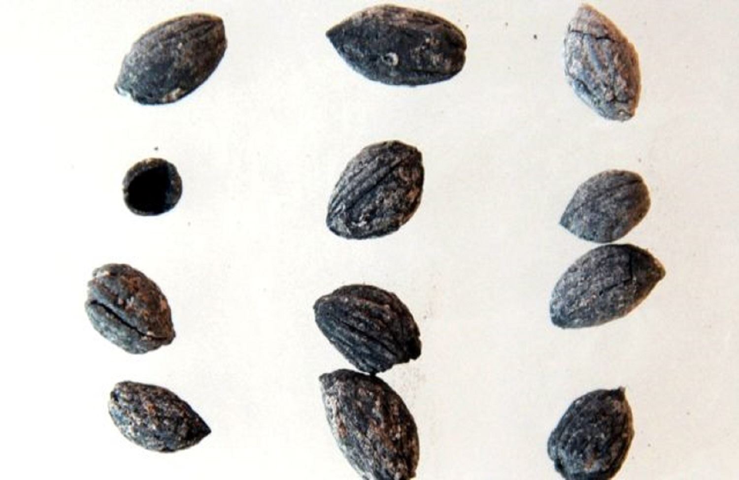 4 bin yıl öncesine ait zeytin çekirdeği bulundu