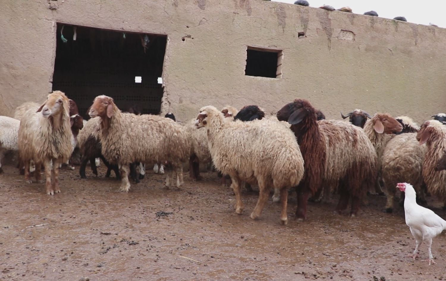 لە قامشلۆ لە مانگێکدا زیاتر لە 300 سەر مەڕ و بزن دەدزرێن