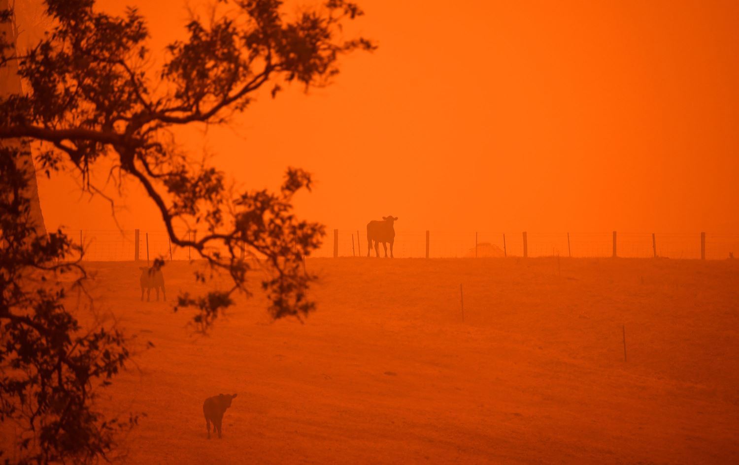 Şewata li daristanên Awustraliyayê berdewam e; Milyarek ajel ji nav çûne