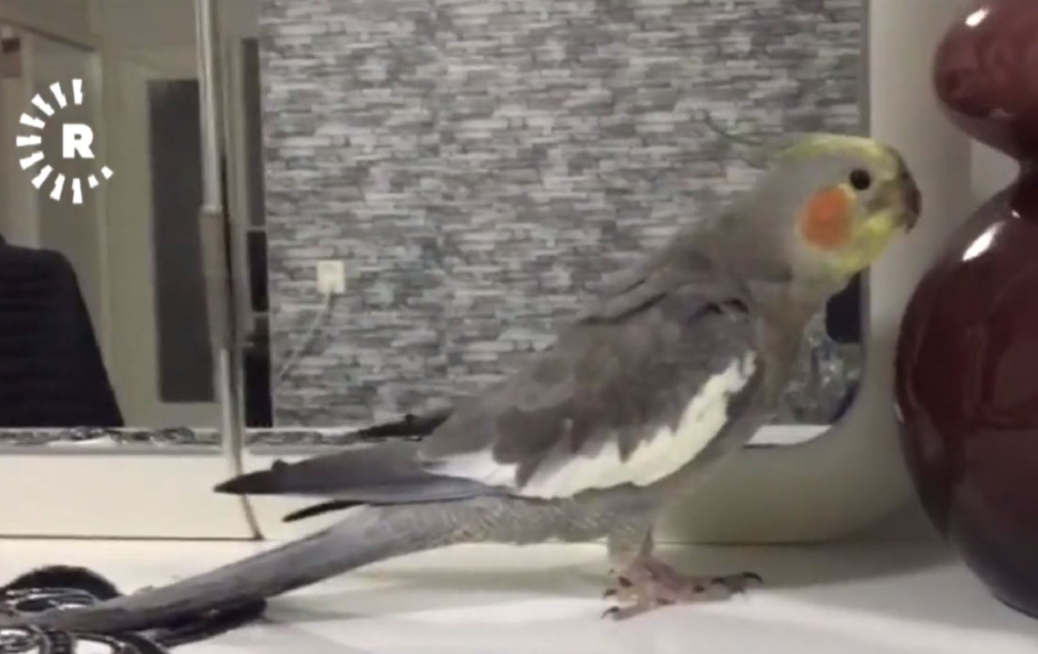 Malbateke Kobanî Tûtî fêrî Ey Reqîb kiriye