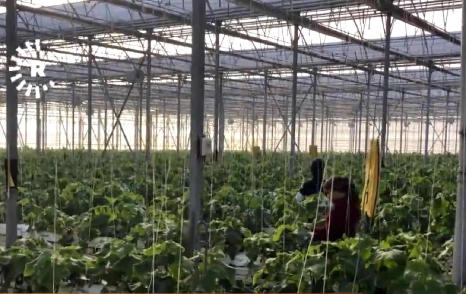 WAN – Di xaniyên plastîk de sewze tê berhemanîn