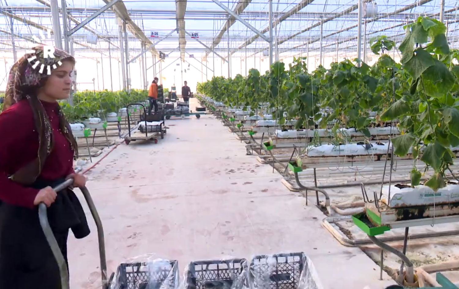 Eksi 40 dereceyi gören Çaldıran'da serada sebze üretiliyor