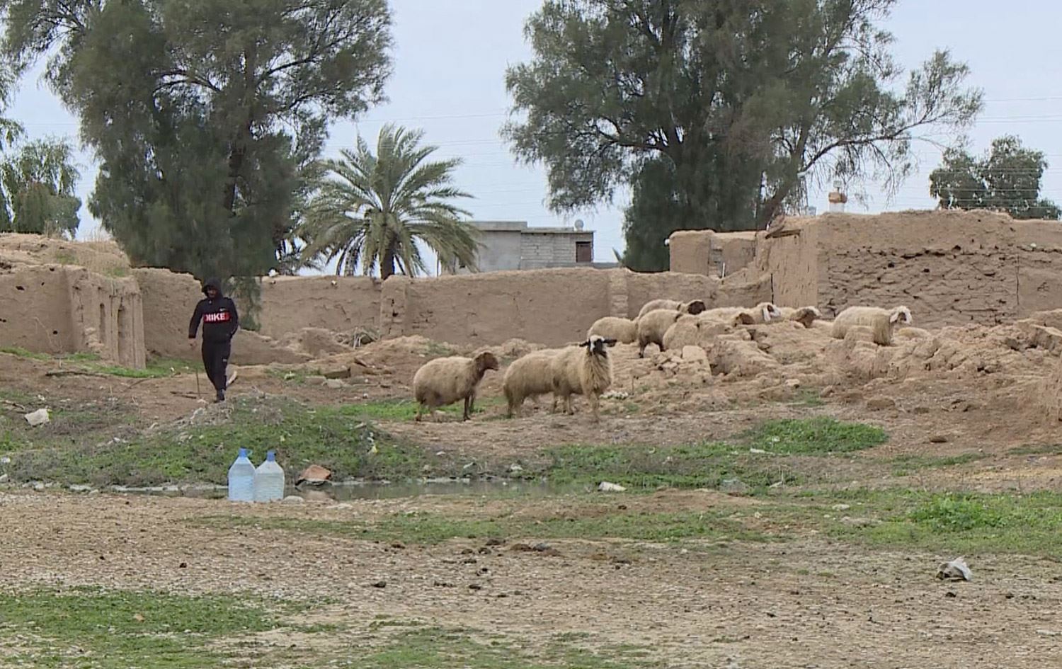 به‌ڕێوه‌به‌ری پێشووی كشتوكاڵی كه‌ركووك: له‌ دووبز حه‌وت گوند به‌عه‌ره‌بكراون