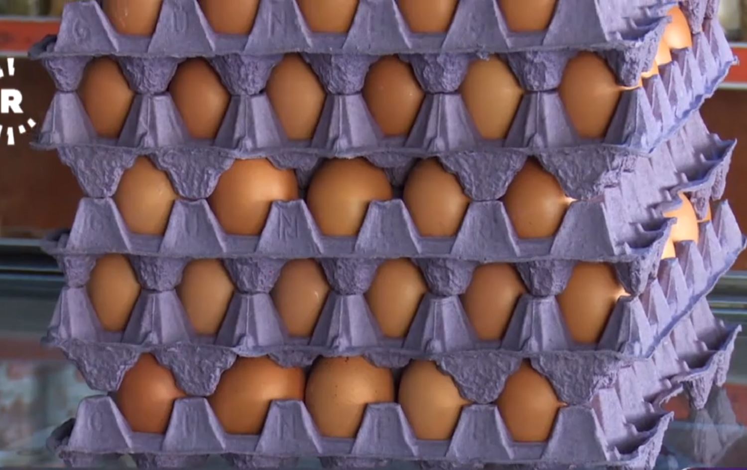 Kurdistan Region egg farming sees recovery after foreign import ban