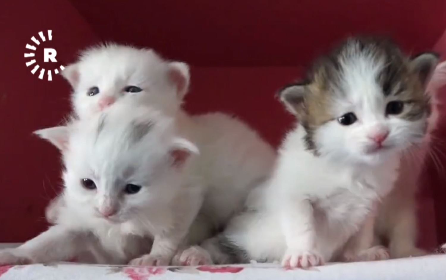 Nifşê yekem ê pisîkên Wanê yê 2020ê ji dayîk bûn