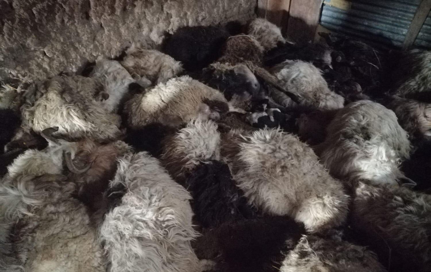 Rovî bû sedema telefbûna 44 mihan