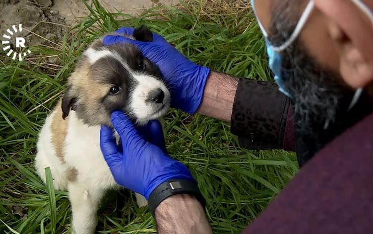'Sokak hayvanları açlıktan ölüyor'